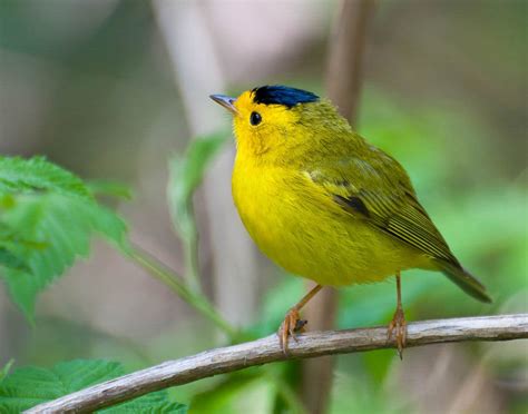 Wilson S Warbler Audubon Field Guide