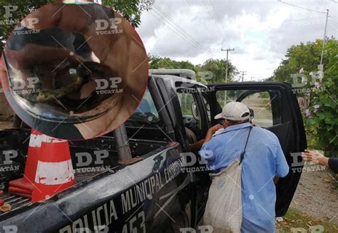 Serpiente Venenosa Ataca A Adulto Mayor En Tixcancal