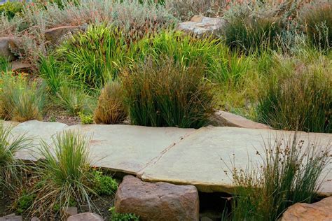 How To Design A Rain Garden With Native Plants Storables