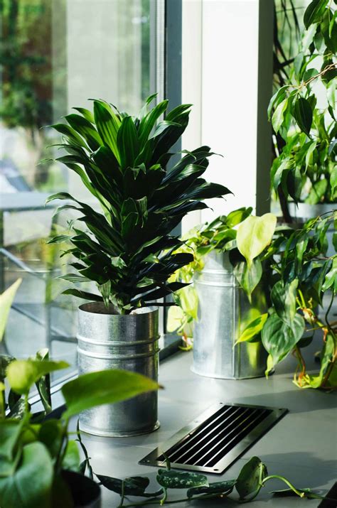 10 Amazing Benefits of Corn Plant - Plants Craze