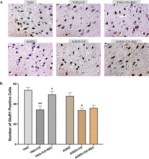 glur expression levels  chronic stress    recovery