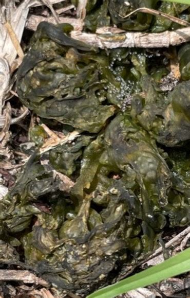 Its Green Gelatinous And In My Lawn Gardening In The Panhandle