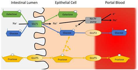 Schematic Illustrating The Uptake Of Glucose Galactose And Fructose Download Scientific