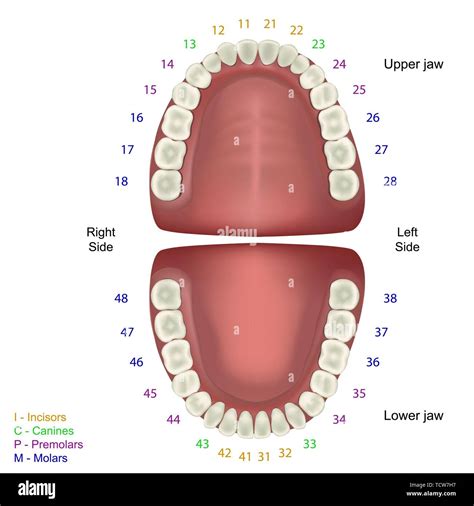 Anatomía Del Diente Medical Ilustración Vectorial Sobre Fondo Blanco