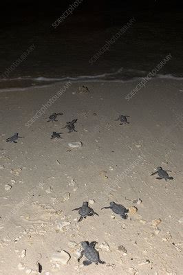 Green Turtle Hatchlings Stock Image Z Science Photo Library