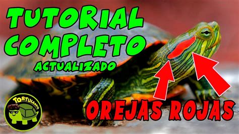 Guía completa Cuidados de tortuga de orejas rojas para mantener a tu