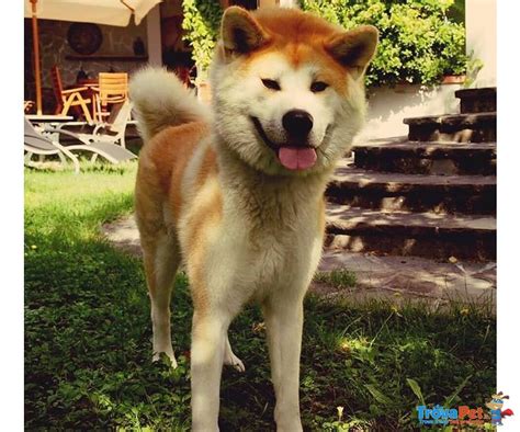 Disponibili Cuccioli Di Akita Inu In Vendita A San Giustino Pg