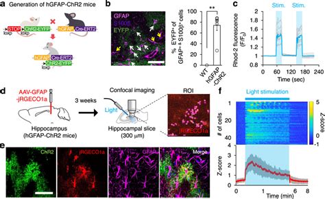 Optogenetic Astrocyte Activation Induces Intracellular Ca²⁺ Signal A Download Scientific