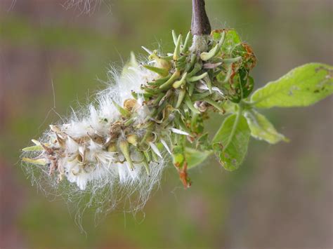 Grey willow - How To Grow Trees