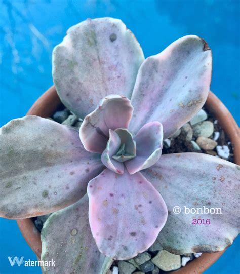 My Echeveria Decora After A Frosty Night 122016 Echeveria