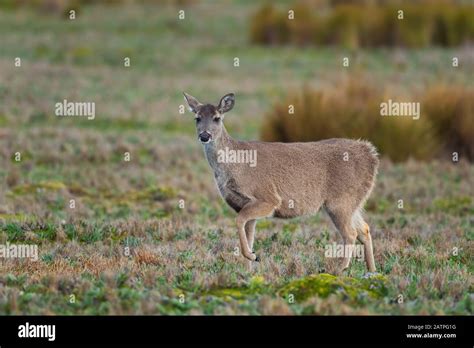 White Tailed Deer Odocoileus Virginianus Common Wild Ungulate From