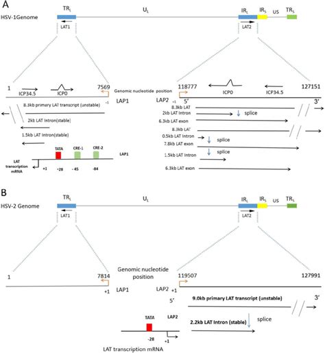 The Lat And Its Lat Twintron Processing A The Linear Hsv Strain