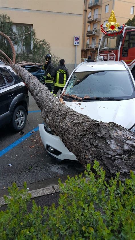 Boato All Alba Grosso Albero Crolla In Strada Auto Danneggiate