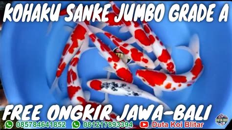 Buruan Om Koi Jumbo Grade A Free Ongkir Jawa Bali Kohaku Sanke Strong