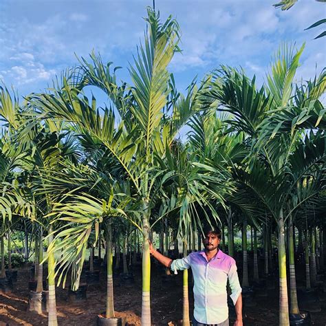 Veitchia Merrillii Green Gowthami Nursery