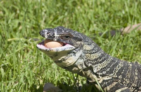 Sand Goanna Stock Photo Image Of Reptiles Eating Wildlife 63852126