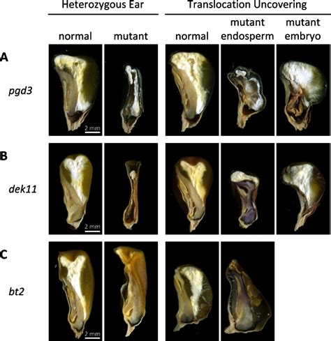 Non Concordant Seed Phenotypes Sagittal Hand Sections Of Mature