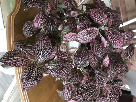 Fittonia Albivenis Jewel Plant Mosaic Plant Nerve Plant Silver