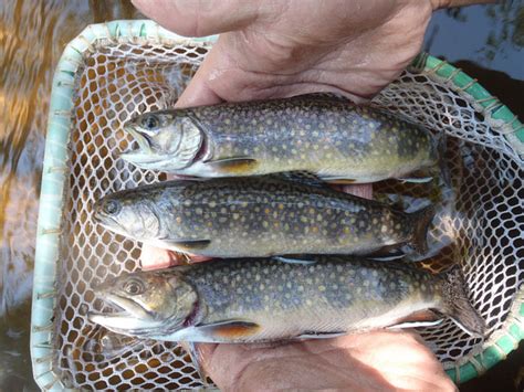 Spinner Fishing For Trout Try These Tips For More Fish Hubpages