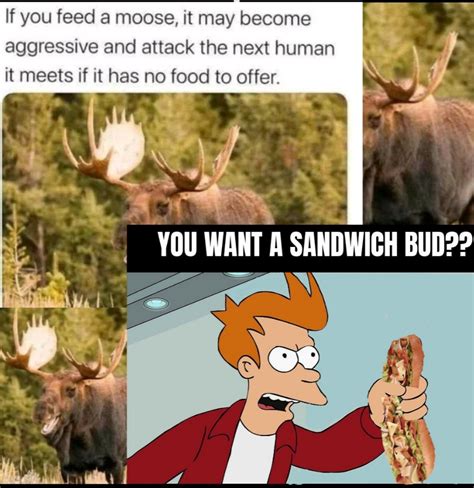 The Best Moose Memes Memedroid