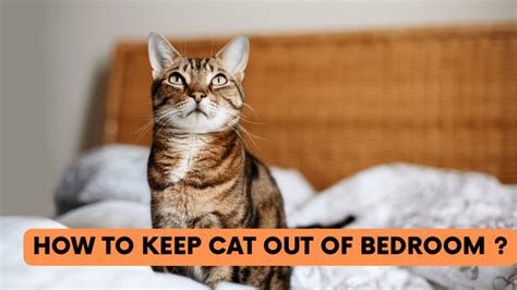 How To Keep Cat Out Of Bedroom Construction How