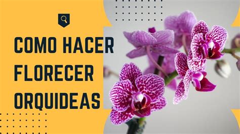 Descubre cómo cuidar tu orquídea phalaenopsis y hacerla florecer