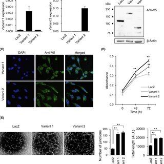 Expression Of Adipocyte Enhancerbinding Protein Aebp In