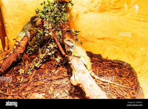 Water Dragon Lizard Lizards Physignathus Cocincinus Semi Aquatic Water