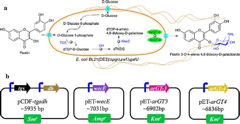(a) Schematic diagram of biotransformation of fisetin to fisetin ... 