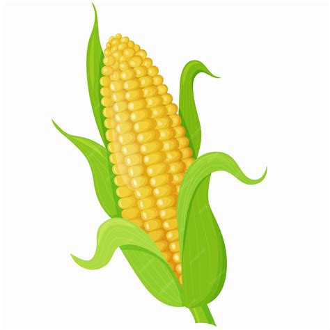 Premium Vector Vector Illustration Of Sweet Golden Corn An Ear Of