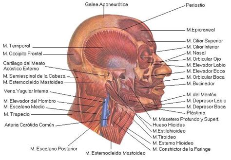 Músculos De La Cara ~ Comunicacionnoverbal ~