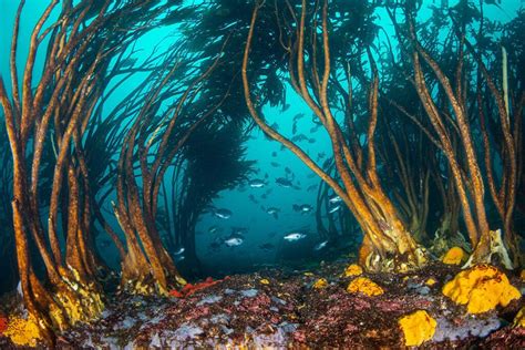 Mesdelmar Bosques De Algas Por Qu Debemos Proteger Estos Tesoros