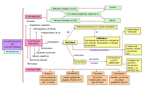 Mapa Conceptual Proteínas 2 Pdf Péptido Enzima