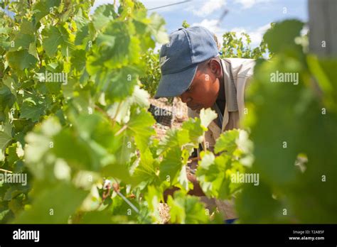 Harvesting Grapes for wine Stock Photo - Alamy