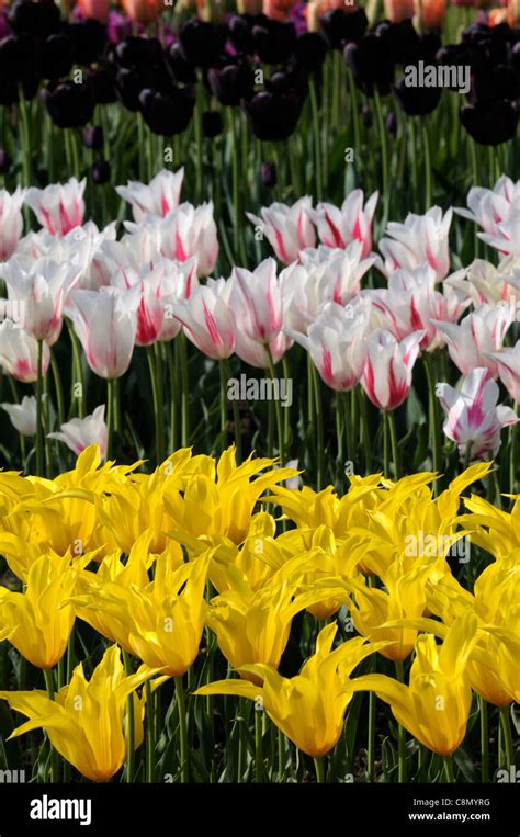 Tulipa Tulip White Pink Marilyn Yellow Westpoint Lily Flowered Group