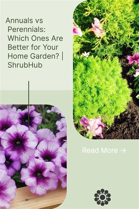 A Guide To Annuals Versus Perennials Hgtv