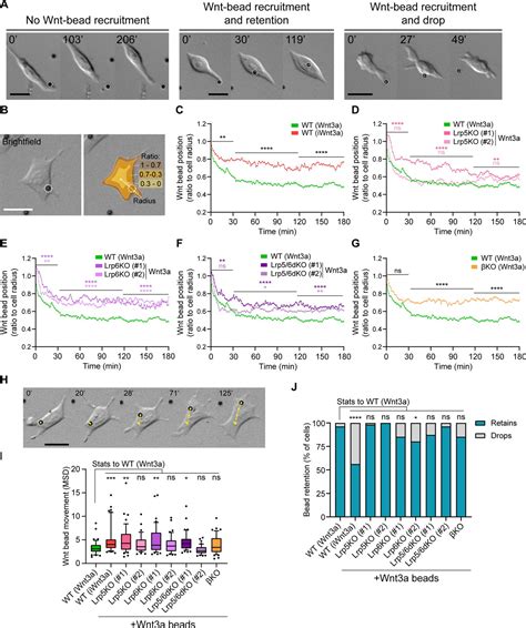 Wnt And Glutamate Receptors Orchestrate Stem Cell Dynamics And