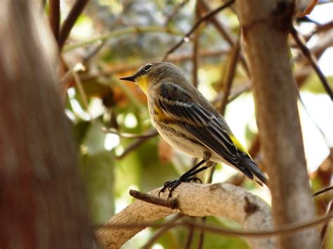 Geotripper S California Birds Yellow Rumped Warbler On The Tuolumne River