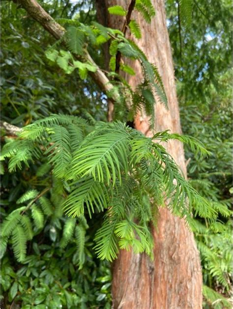 Metasequoia glyptostroboides Seeds £3.75 from Chiltern Seeds - Chiltern ...