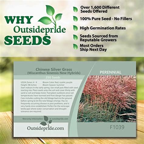 The 29 Best Maiden Grass Seeds Of 2024 Verified Cherry Picks