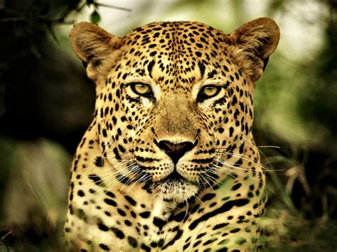 🔥 43 Hd Leopard Wallpapers Wallpapersafari