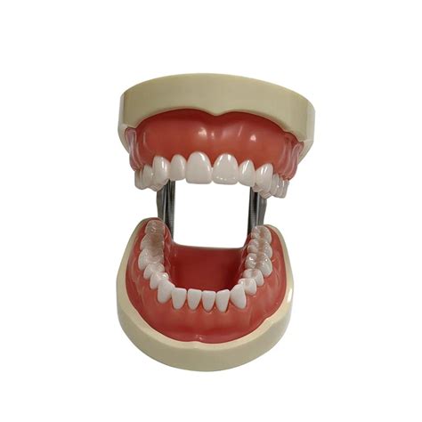 Ds A Standard Tooth Model Soft Gum Teeth Dentalshop