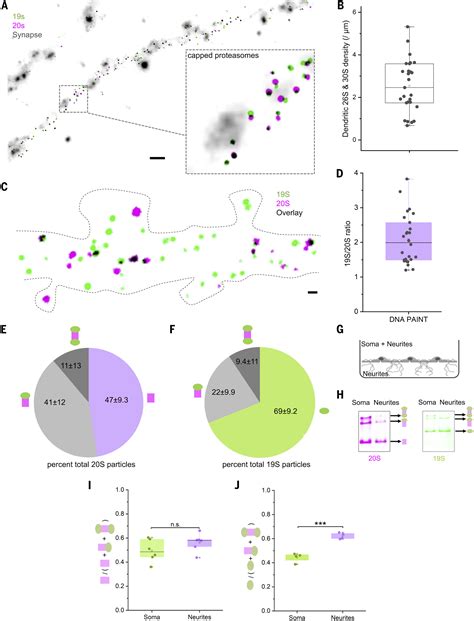 An Abundance Of Free Regulatory S Proteasome Particles Regulates