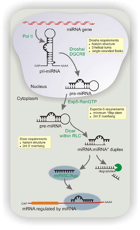 Canonical Pathway Of Microrna Mirna Biogenesis And Activity