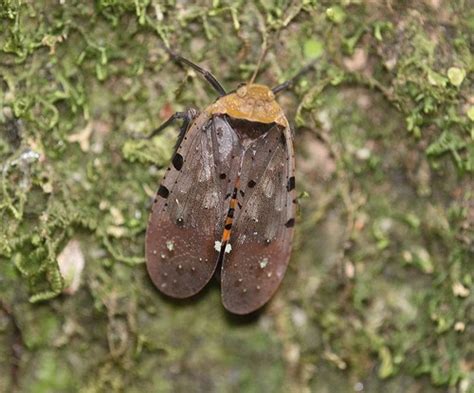 Penthicodes Atomaria Naturalista Mexico