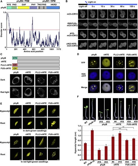 Integration Of Light And Temperature Sensing By Liquid Liquid Phase