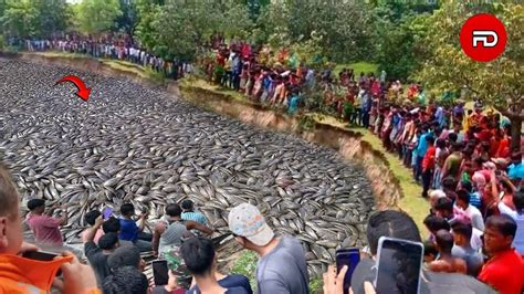 Warga Pesisir Gempar Ribuan Ikan Mendadak Naik Penuhi Laut Pertanda