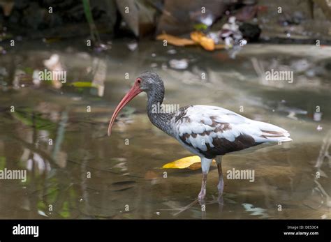 American White Ibis Eudocimus Albus Sirena Corcovado National Park