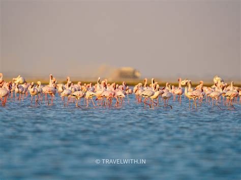 Lrk Last Refuge Of The Indian Wild Ass Travel With