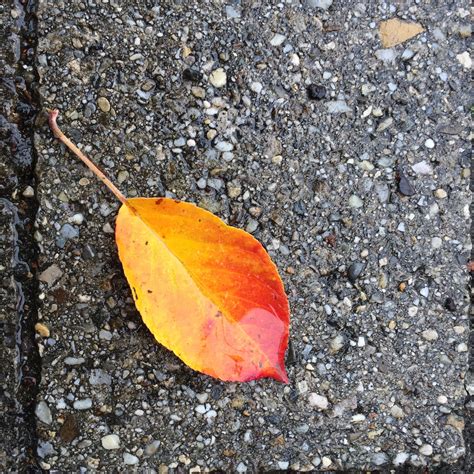 1920x1080 wallpaper | yellow and red leaf | Peakpx